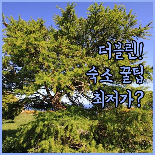 더블린 여행 숙소 선택 가이드 5개 호텔 가격 시설 조식 리뷰 분석
